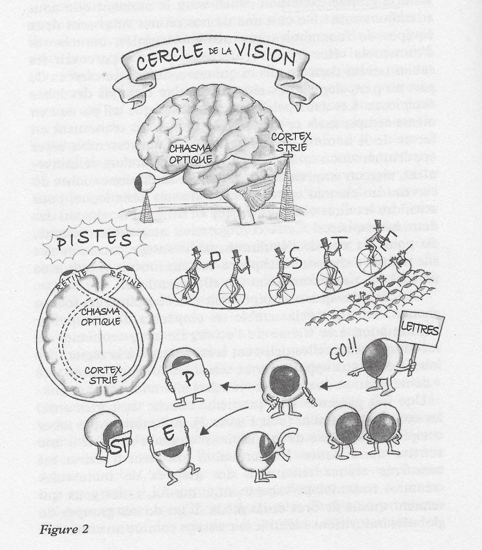 Grâce au cortex, notre cerveau écarte les distractions pour rester